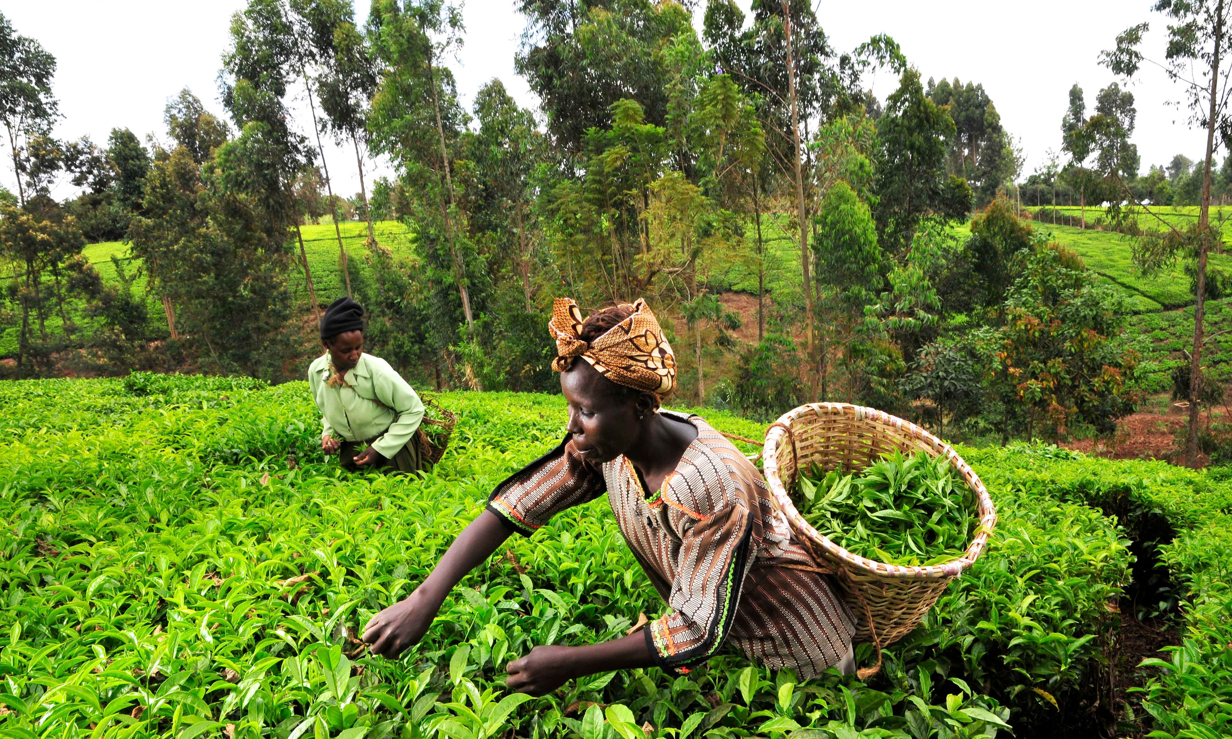 Certified Expert in Microinsurance